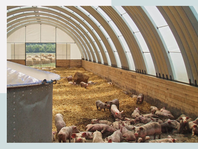 Строительство свинарников в Малоярославце